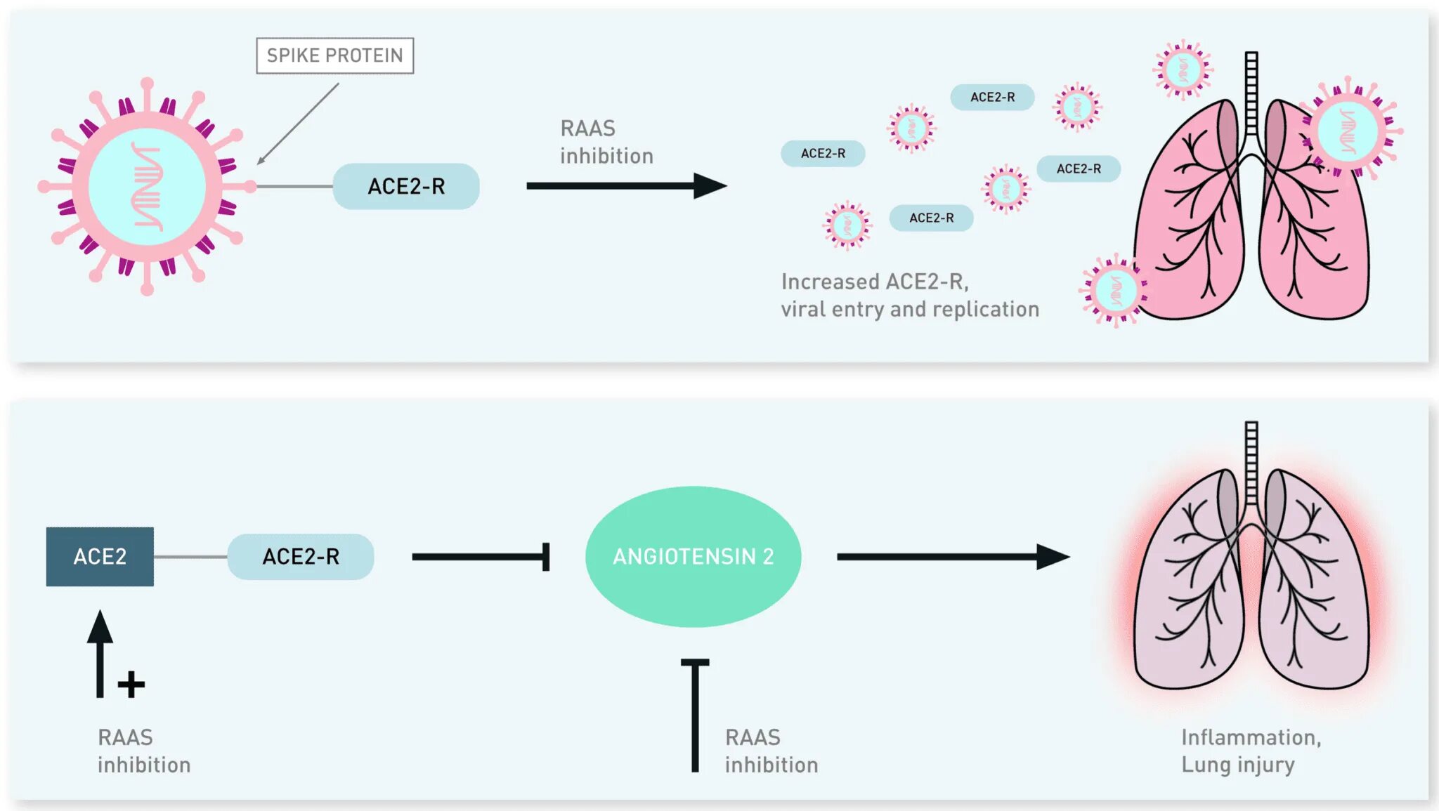 Рецепторы АПФ 2 И коронавирус. Ace2 and Covid-19. Ace2 и коронавирус. Рецепторы Ace.