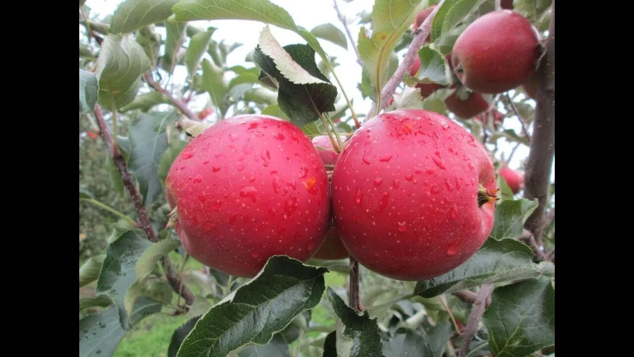 Белорусские яблони купить. Яблоня ред Джонаголд. Сорт яблок Джонаголд. Яблоня белорусское малиновое. Яблоня джеромини.