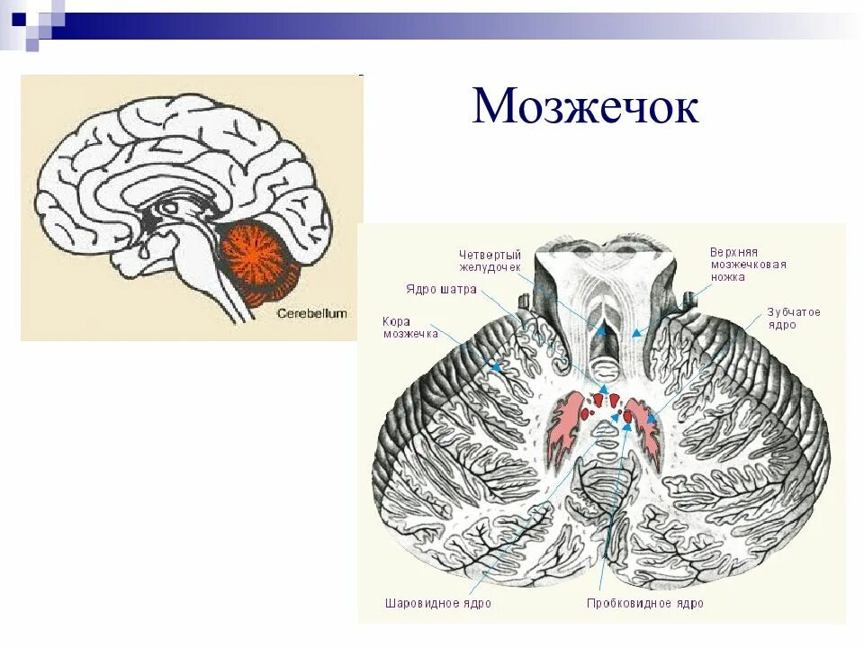 Мозжечок строение Синельников. Мозжечок препарат анатомия. Мозжечок строение. Поверхности мозжечка анатомия. В задний мозг входит мозжечок