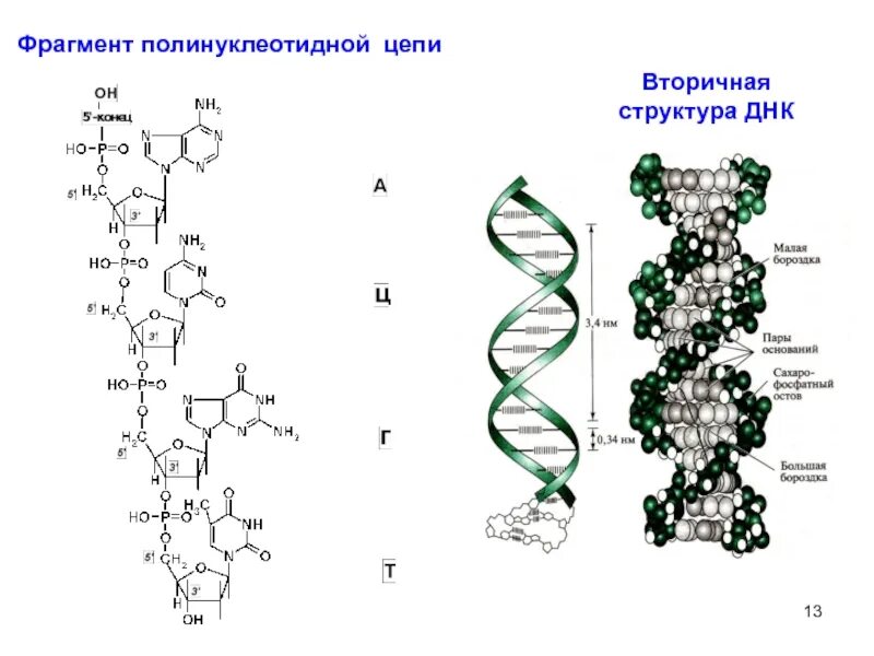Строение полинуклеотидной цепи ДНК. Строение полинуклеотидной Цепочки ДНК. Строение полинуклеотидной цепи РНК. Фрагмент вторичной структуры ДНК.