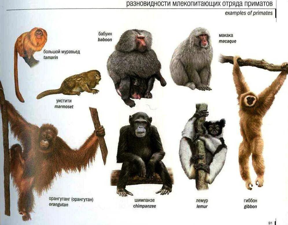 Отряд приматов относится к. Отряд млекопитающих приматы. отряд приматы представители. обезьяна отряда приматов. отряд низшие приматы представители.