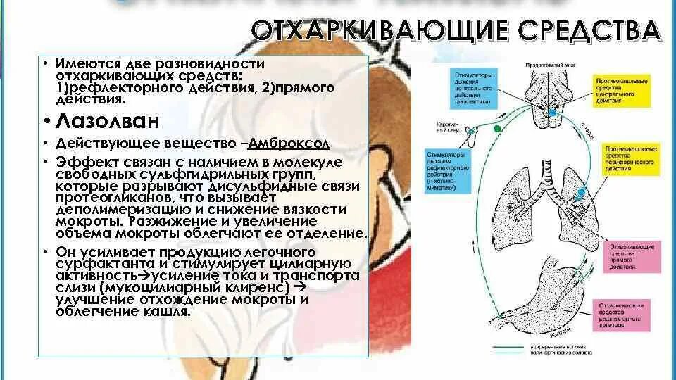Рефлекторные отхаркивающие. Отхаркивающие средства рефлекторного действия механизм действия. механизм действия отхаркивающих средств прямого действия. отхаркивающие средства рефлекторного действия. отхаркивающие средства прямого и рефлекторного действия.