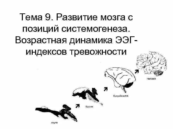 Развитие мозга возраст. Возрастная Эволюция мозга. Возрастная Эволюция мозга схема. График развития мозга. Законы развития мозга.