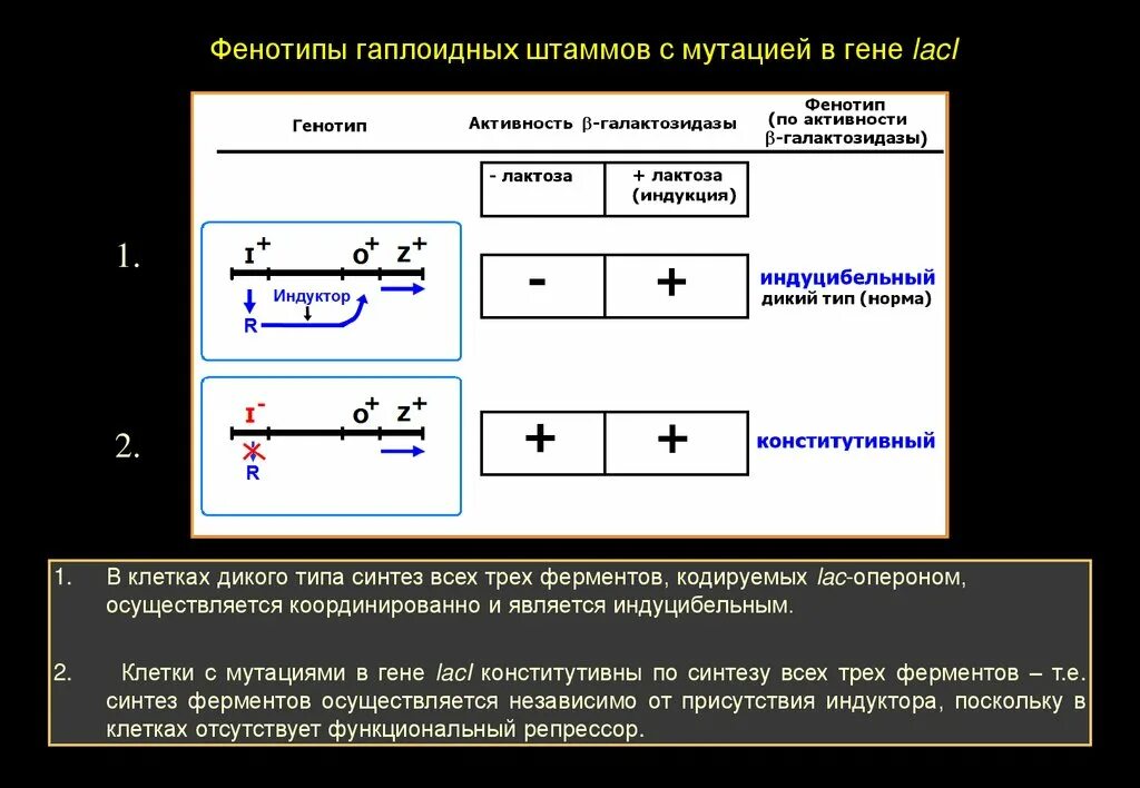 Лактоза генотип с/с. Индуцибельный фенотип. Экспрессия фенотипа. Индуцибельный Тип регуляции.