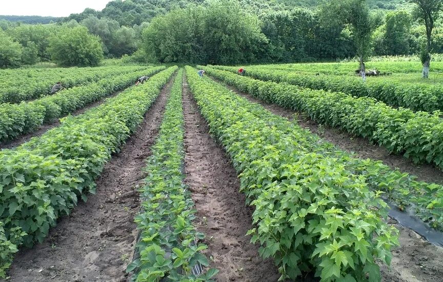 Смородина поле. Ежевичная плантация. Плантация смородины. Черная смородина промышленная плантация. Красная смородина плонтаци.