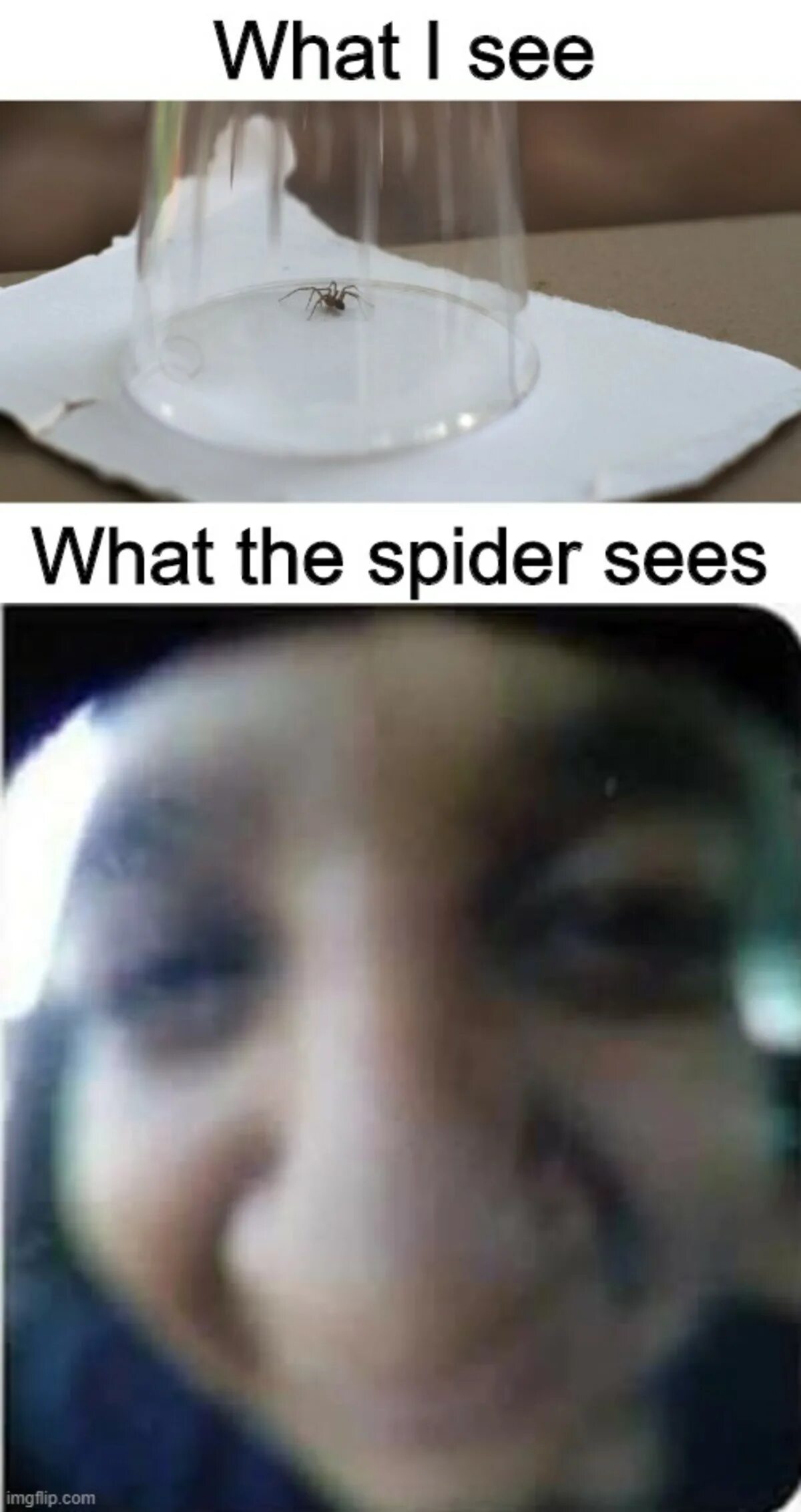 Как видят пауки. Как видит мир паук. Как паук видит человека. Как нас видят пауки.