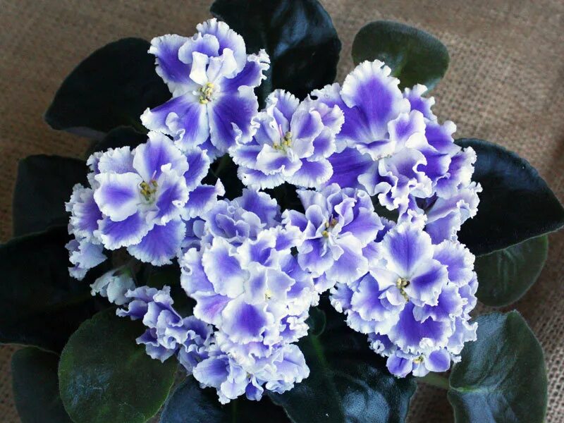 Фиалка снежные. Фиалка снежные карпаты. Dn-снежные карпаты. Сенполия ек снежные карпаты. Dn заснеженные карпаты фиалка.