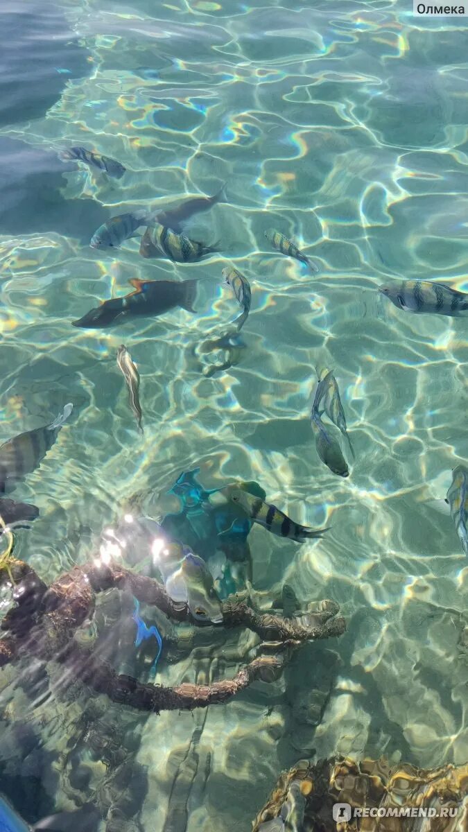 Почему красное море является самым соленым морем. Почему красное море является самым соленым морем