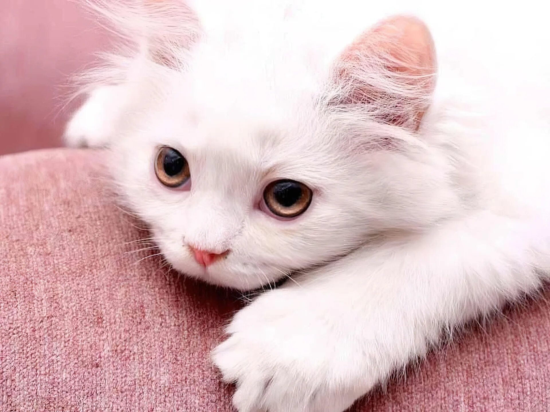 Белый котенок. Милые котики. Красивая белая кошечка. Милые белые котята.