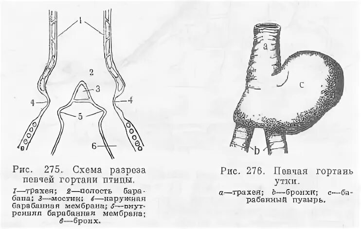 Гортань у птиц