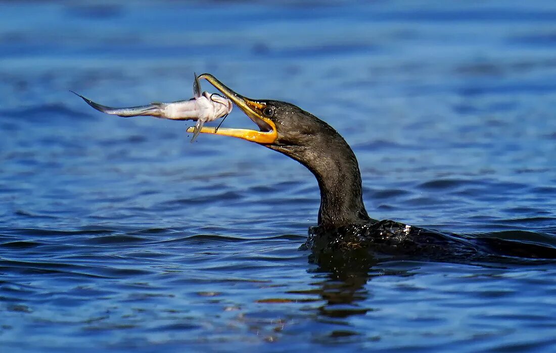 Нырок Черноморский Баклан. Ушастый Баклан. Баклан Черноморский птица. Бигуанский Баклан. Баклан рыба