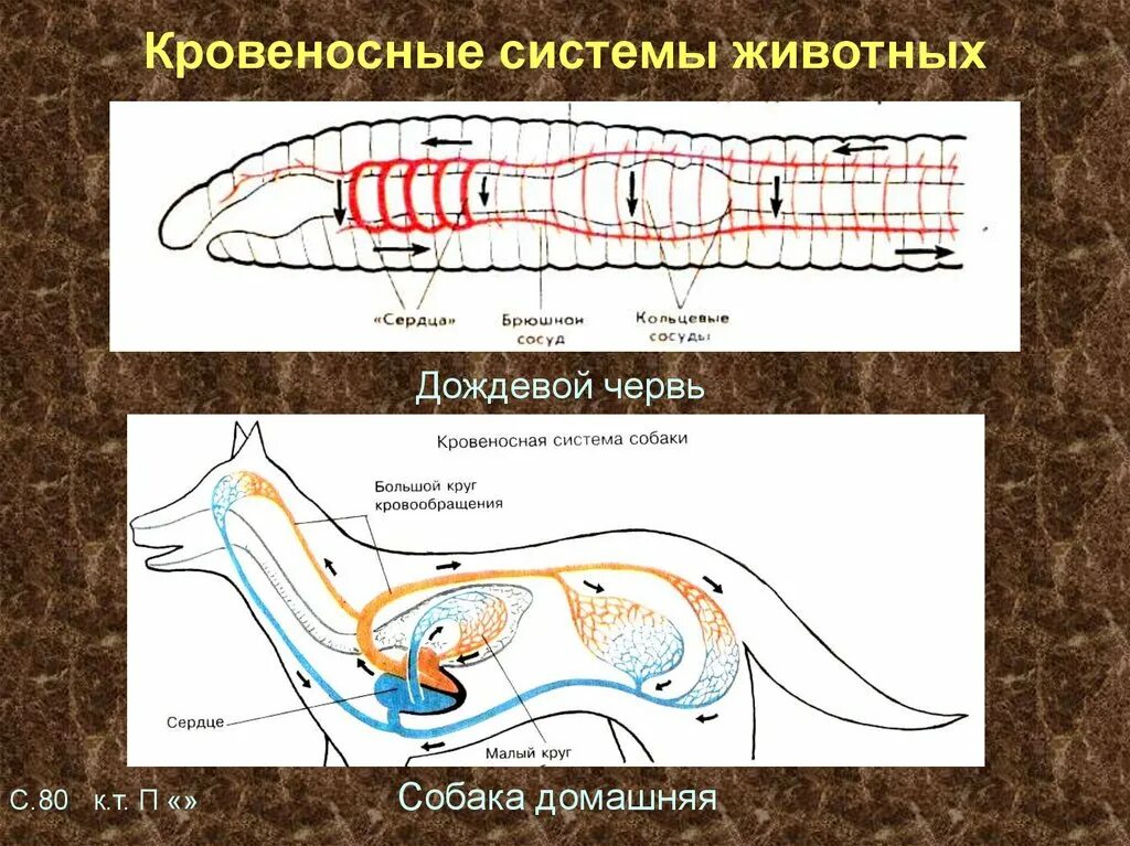 Кольцевые сосуды дождевого червя. Кровеносная система кольчатых червей. Кровообращение дождевого червя. Кровеносная система кольчатых червей схема. Тип кровеносной системы у кольчатых червей.