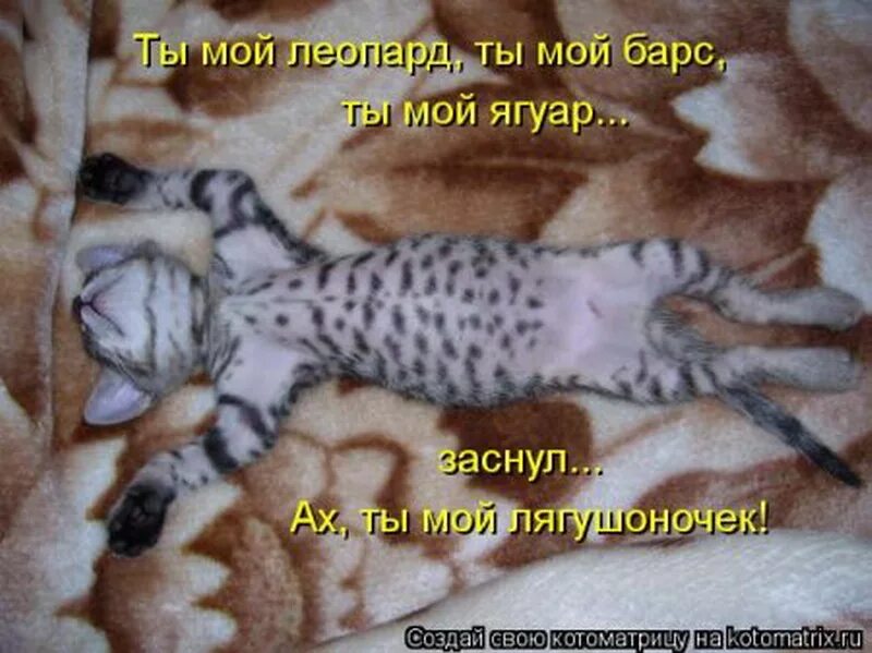 Весной хочется спать. Сонные котики с надписями. Смешные коты с надписями. Просыпайся котик с надписью. Прикольные котята с надписями.