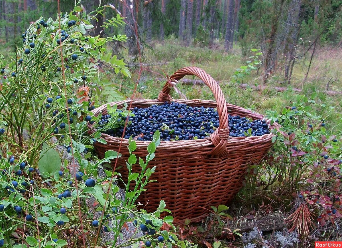 Дикоросы черника. Дикоросы ягоды. Грибы и ягоды кировской области. Дикоросы сибири. Лекарственные растения и грибы.