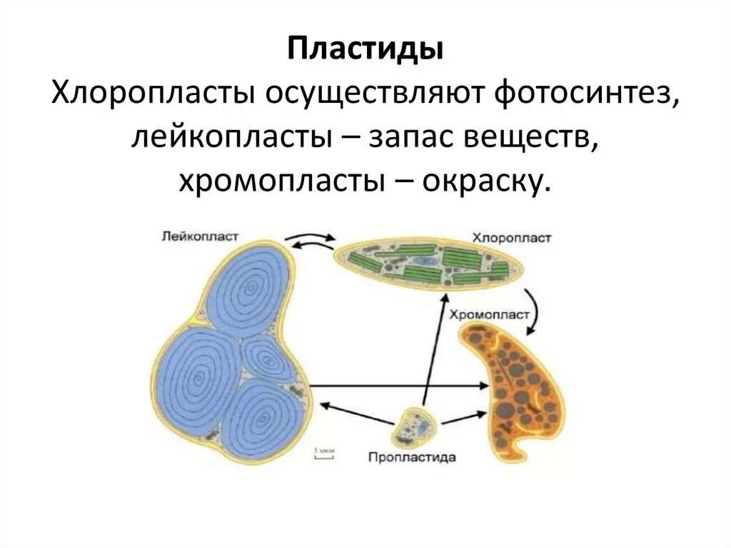 Хлоропласты строение и функции. Хлорофилл в клетках растения. Строение клетки пластиды. Пластиды и хлоропласты 5 класс. Хлоропласты хромопласты лейкопласты.
