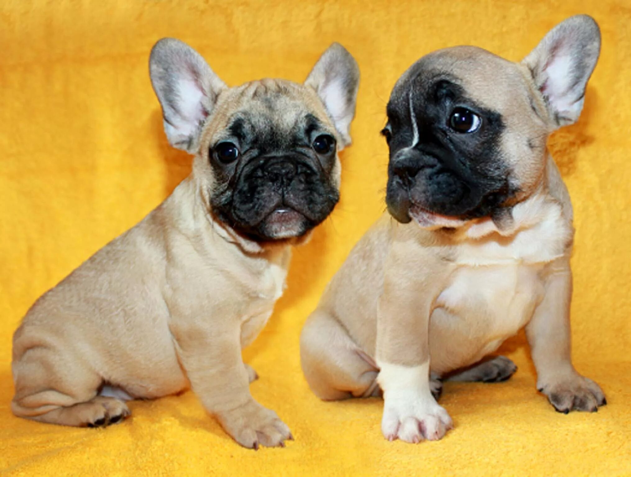 5 месяца. Французский бульдог 2. Французский бульдог палевый окрас. Французский бульдог мини калуга. Французский бульдог пепельный с голубыми.