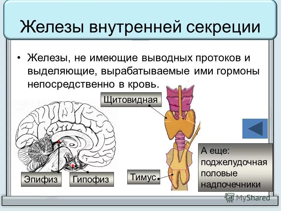 внешние внутренние и смешанные железы. эндокринная функция поджелудочной железы. к смешанным железам внутренней секреции относится. поджелудочная гипофиз. гормоны поджелудочной железы биохимия таблица.