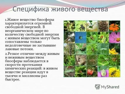 5 живое вещество