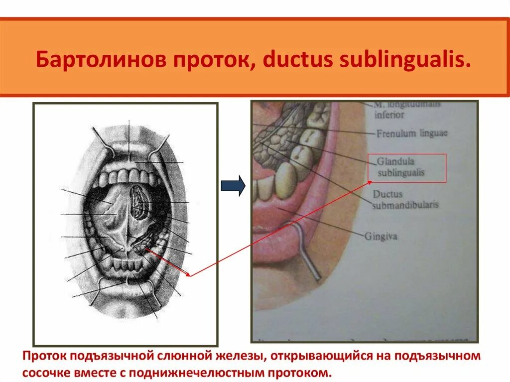 Выводной проток подчелюстной слюнной железы. Выводной проток щечной железы. Строение поднижнечелюстной железы. Протоки слюнных желёз схема. Вартонов проток.