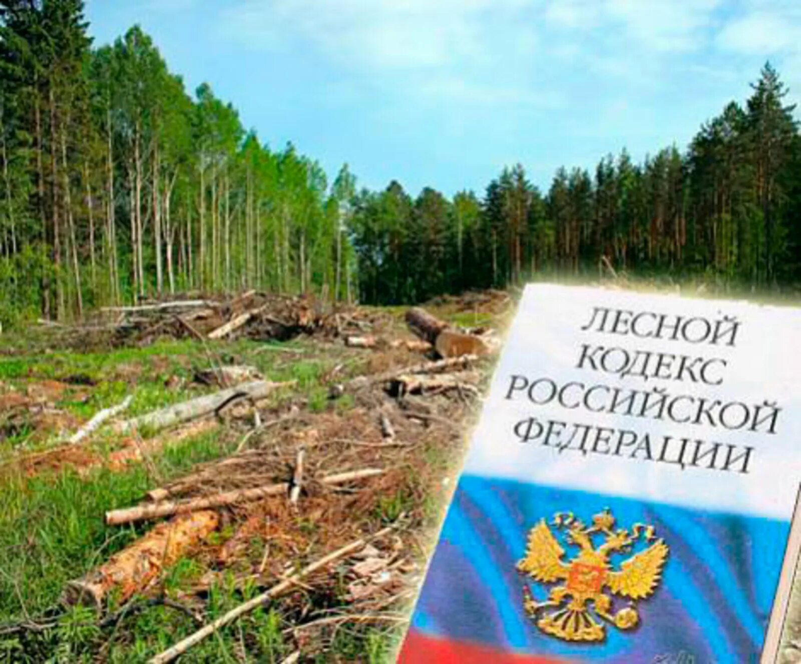 Лес гражданину рф. Лесной кодекс. Лесное законодательство. Законодательства в сфере лесопользования. Закон о Лесном хозяйстве.