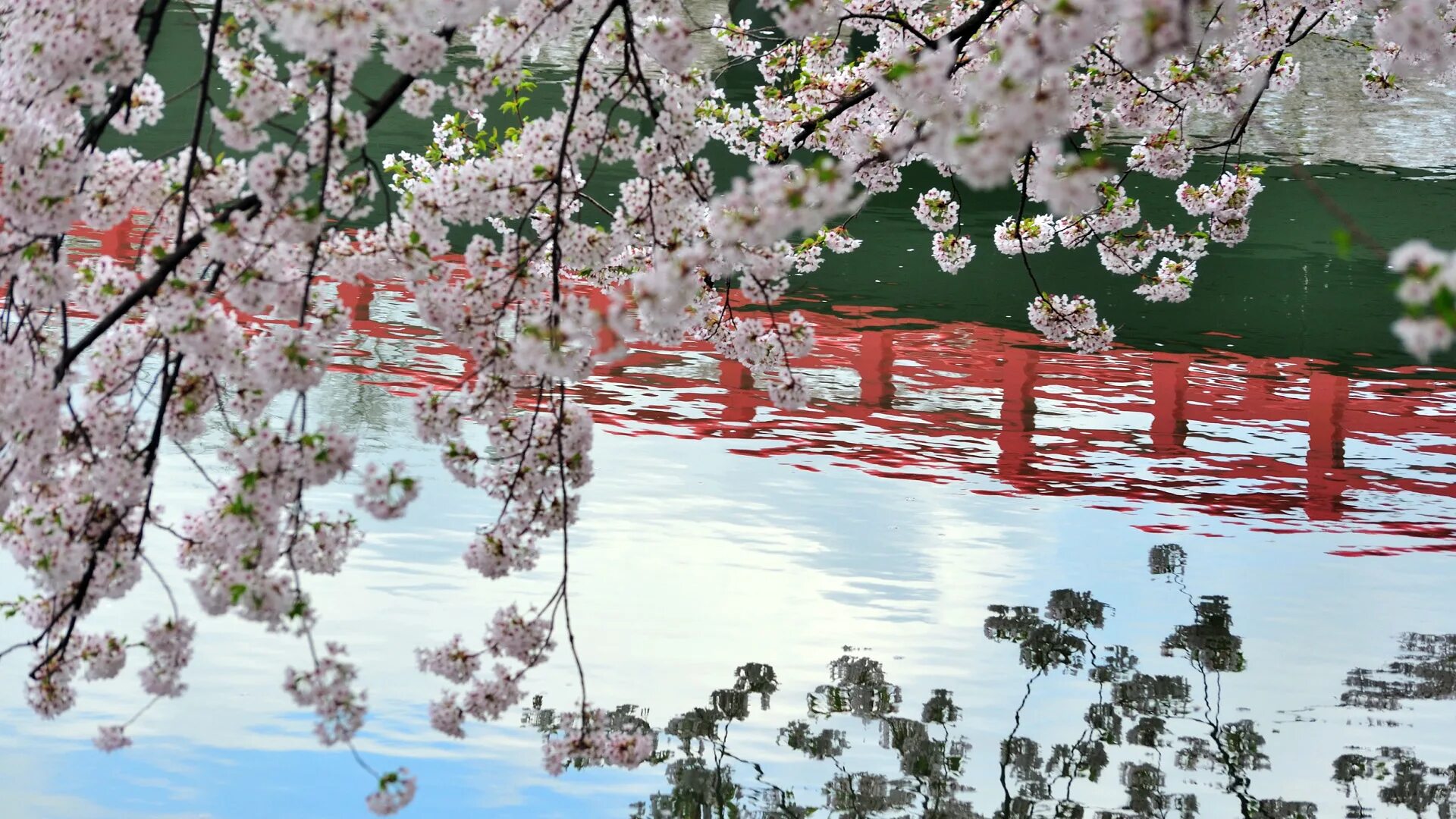 Сакура вода. Образ художественной культуры Японии. «Праздник цветения вишни». Сакура пейзаж. Весенний пейзаж Япония.