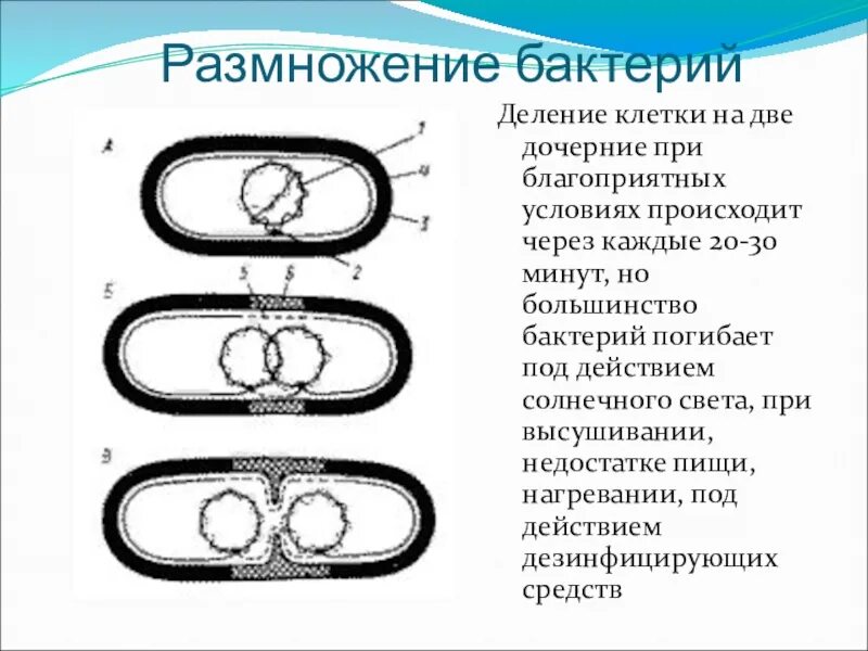 Процесс размножения клетки бактерий. Бинарное деление бактерий схема. Схема деления бактериальной клетки. Этапы размножения бактериальной клетки. Скорость деления клетки