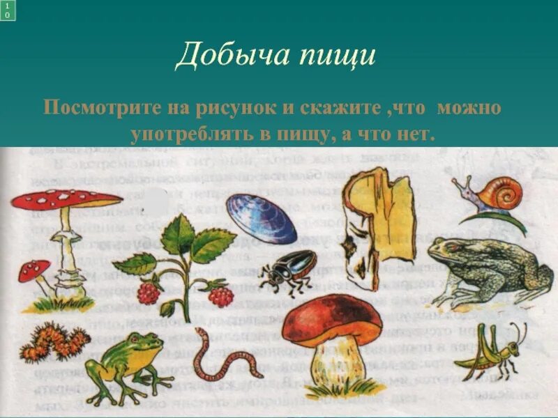 Где добыть еду. Добыча пищи. Добывание пищи и воды. Добыча пищи в природных условиях. Добыча воды и пищи в автономных условиях.