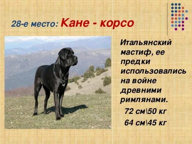 Кане корсо вес