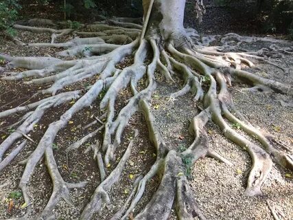 Корни наружу