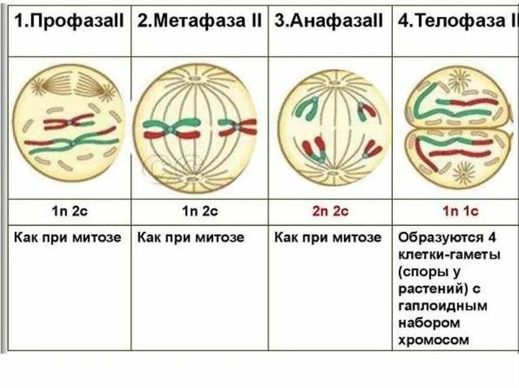 Фазы мейоза метафаза 2. Фазы мейоза 1 и 2 таблица. Фазы мейоза 1 деление 2 деление. Стадии мейоза 2 деление. Стадии мейоза и набор хромосом