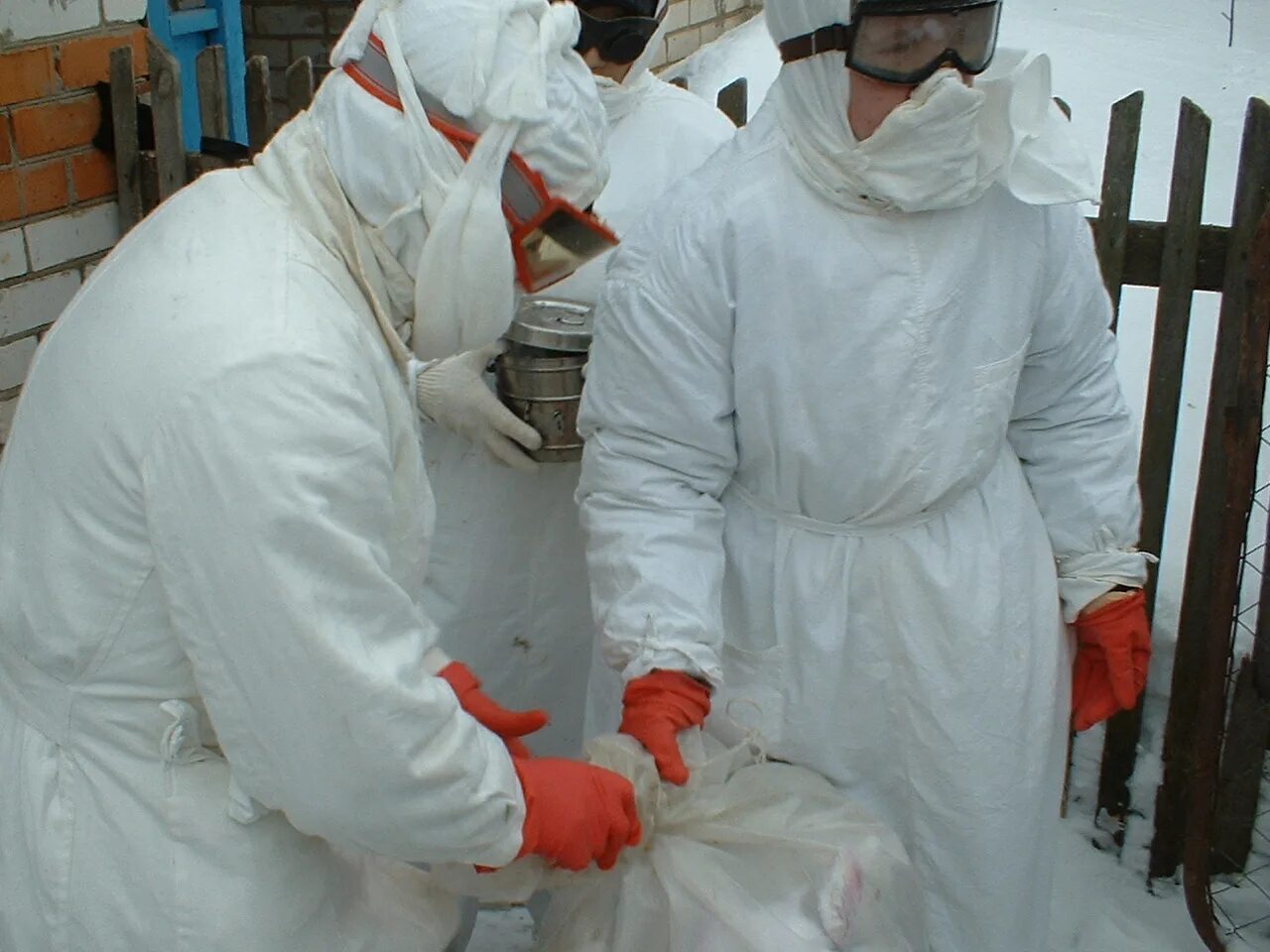 Эпидемия птичьего. Птичий грипп пандемия или эпидемия. Грипп птиц ветеринария. Парранда грипи. Птичий грипп возбудитель.