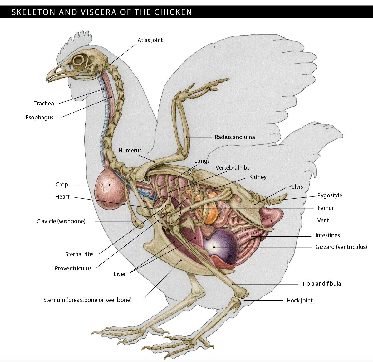 Гортань у птиц. Клоака птиц анатомия. Анатомия строения курицы. Пищеварительная система курицы анатомия. Строение скелета курицы.