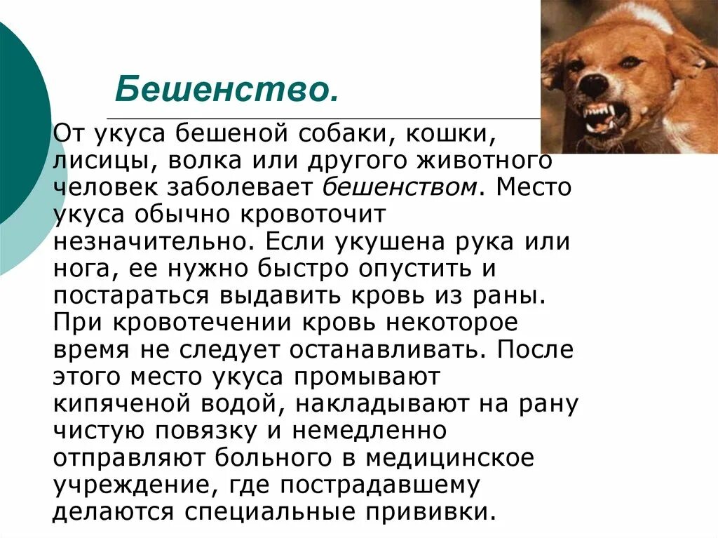 Если укусила бешеная собака. Симптомы бешенства у человека после укуса собаки. Место укуса бешеной собаки. Признаки бешенства после укуса кошки