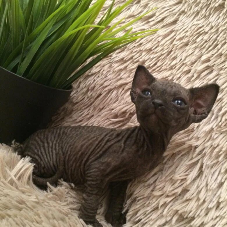 лоток для сфинкса. приучение кота к туалету на унитаз. котенок сфинкс туалет. сфинкс приучение к унитазу. сфинкс котенок много спит.