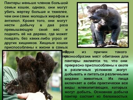 Монолог описание пантеры