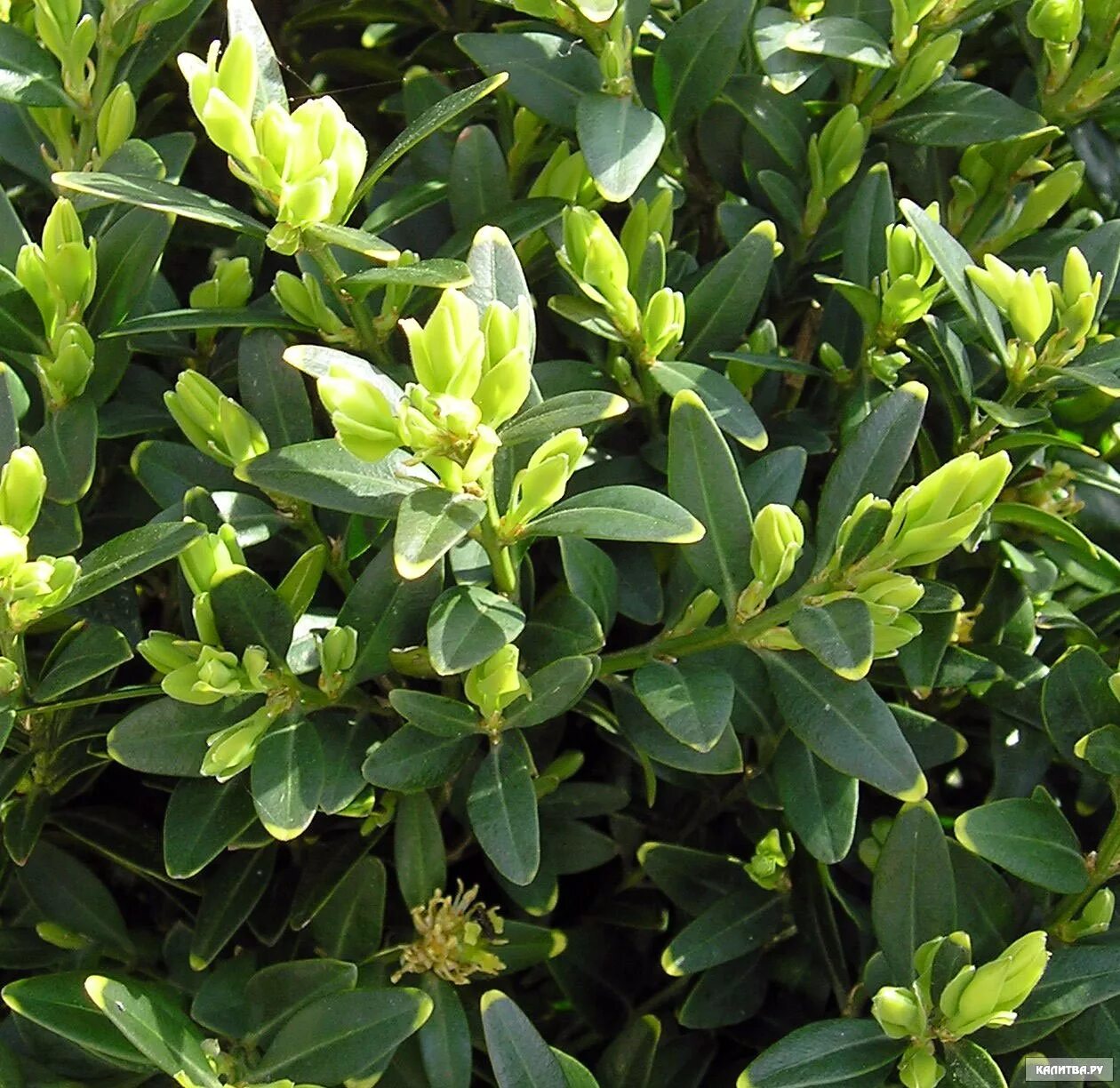 Вечнозеленый кустарник буксус. Самшит буксус. buxus sempervirens самшит. самшит вечнозеленый бордюрный. buxus sempervirens дерево.