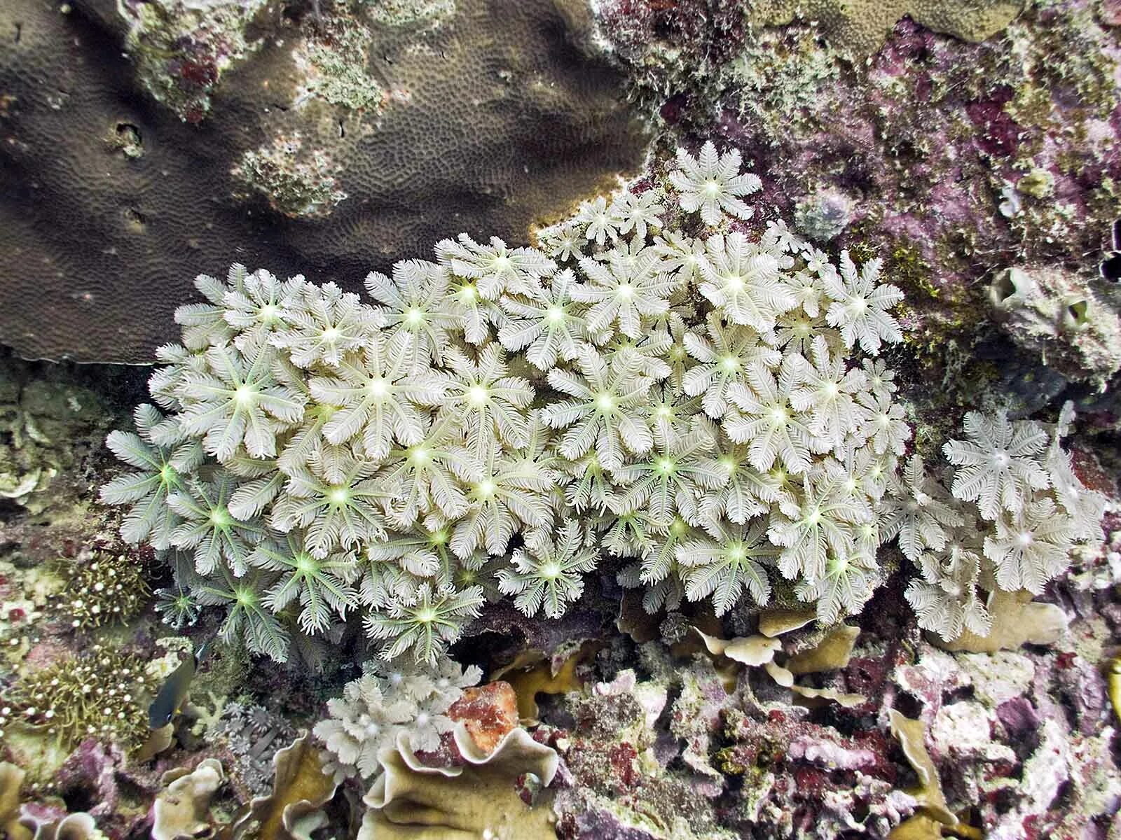 Coral palm. Корнулярия коралл. Корнулярия папайя коралл. Корнулярия голубая. Клавулярия белая коралл.