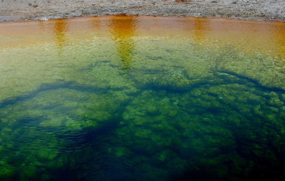 Термофильные синезеленые водоросли. Цианобактерии термофилы. Сине зеленый водоросли на Камчатке. Цианобактерии термальных источников.