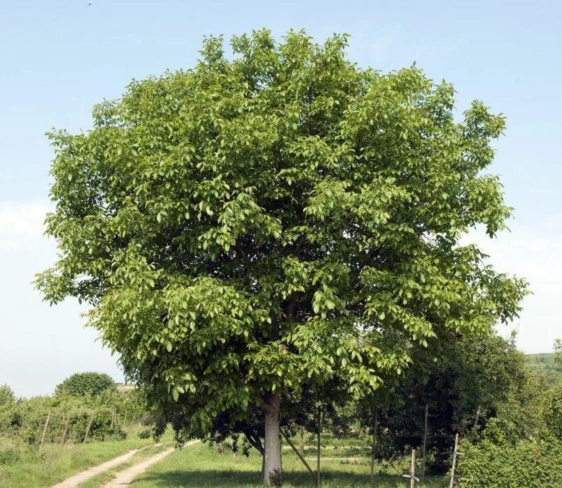 Грецкий орех juglans regia l. Грецкий орех дерево. Дерево грецкого орех астаховский. Орешник грецкий. Греческий орех дерево.