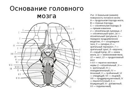 Основание мозга анатомия