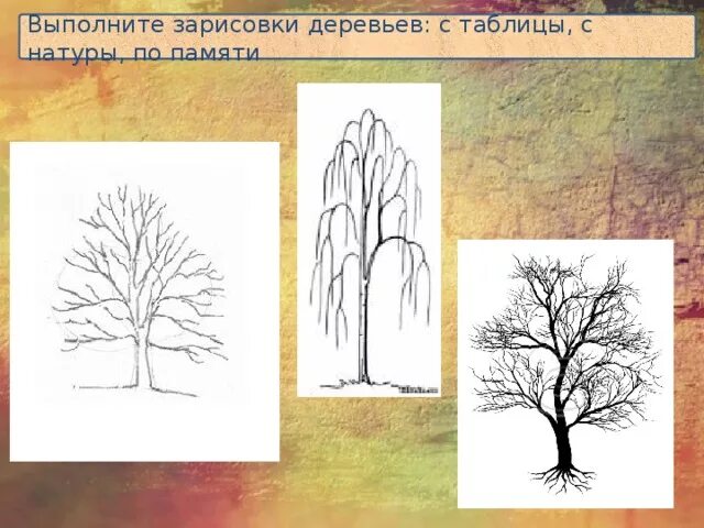 Рисунок дерева 6 класс изо. Выполнить зарисовку: дерево. рисунок осеннего дерева с натуры по памяти. рисунок дерева по памяти. методика три дерева.