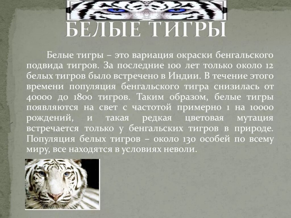 Белый тигр 2 класс. Бенгальский тигр красная книга краткое описание. сообщение о белом тигре. доклад о белом тигре. белый тигр красная книга.