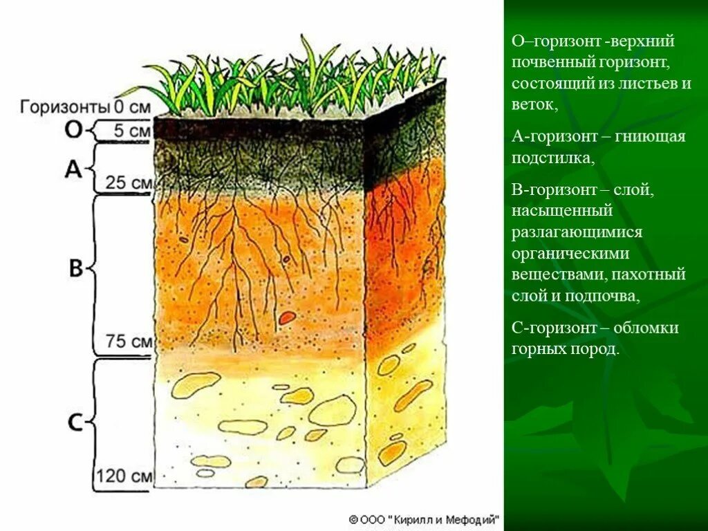 Срез география. Строение почвы почвенные горизонты. Структура почвы почвенные горизонты. Слой почвенного горизонта. Почвенный профиль гумусовый Горизонт.