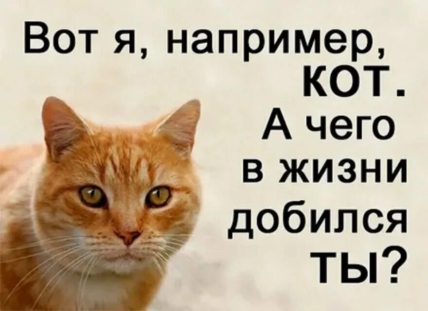 А чего добился ты. Вот я кот а ты чего добился ты. Искренне верю что человек может добиться любой цели если каждый день. Вот я например кот а чего добился ты. Надпись кот.