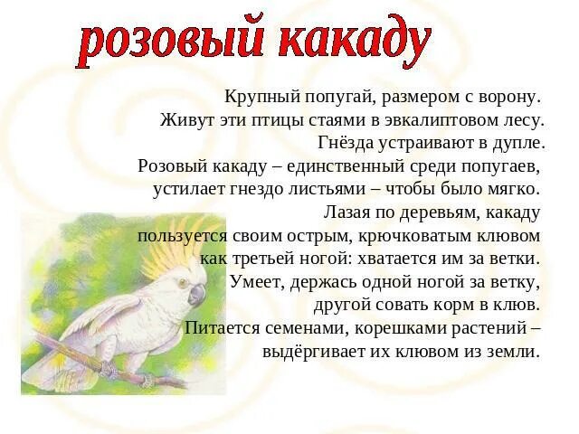 Как пишется какаду. Сообщение о Какаду. Какаду краткое сообщение. Попугай Какаду описание. Какаду доклад.