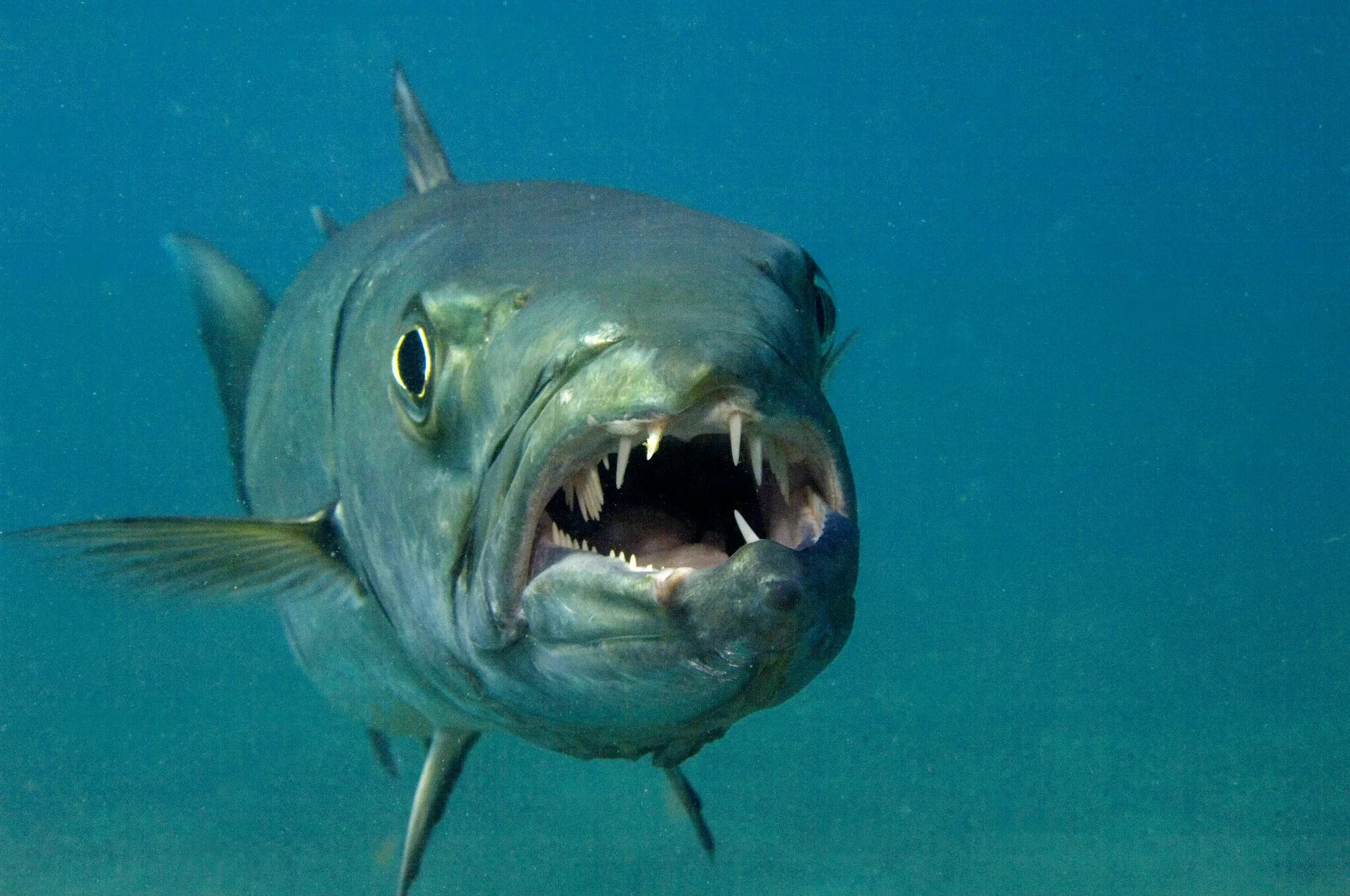 хищная рыба 5. барракуда рыба. барракуда в красном море. морская щука барракуда. барракуда рыба индийский океан.