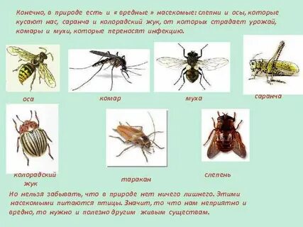Какое насекомое считается