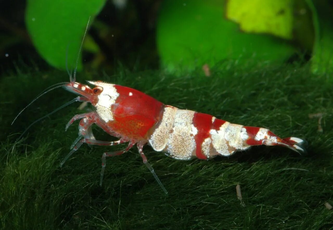 Как выглядит креветка живая. Креветка красный Кристалл. Caridina cantonensis. Caridina CF. Cantonensis. Креветка Caridina.