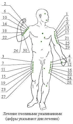 Точка простаты. Акупунктурные точки апитерапия. Точки укуса пчелы при апитерапии. Апитерапия точки ужаливания схема. Апитерапия пчелами схема.