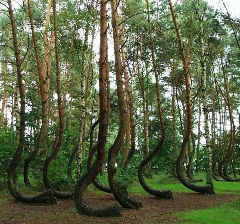 Редкое дерево растущее. Кривой лес Грыфино Польша. Криволесье в Польше. Куршская коса Танцующий лес. Изогнутый лес в Польше.